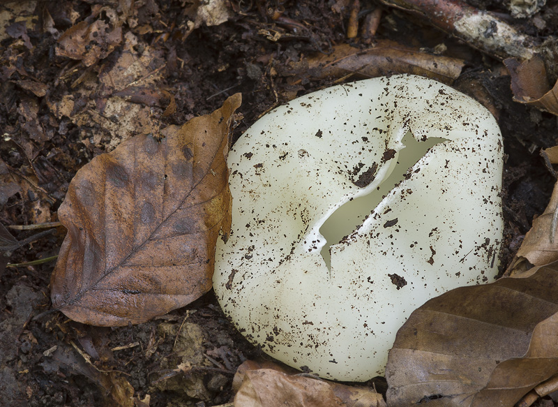 Sarcosphaera coronaria